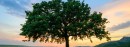 tree care